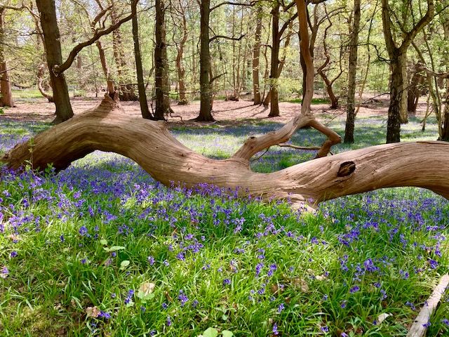 pretty spring woodland